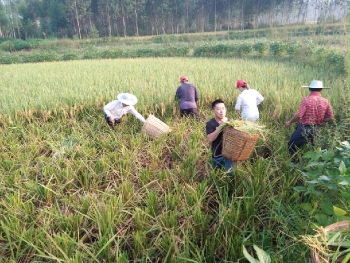 "金代表,感谢你带这么多人来帮我收谷子哟,这么热的天,水都没喝我一